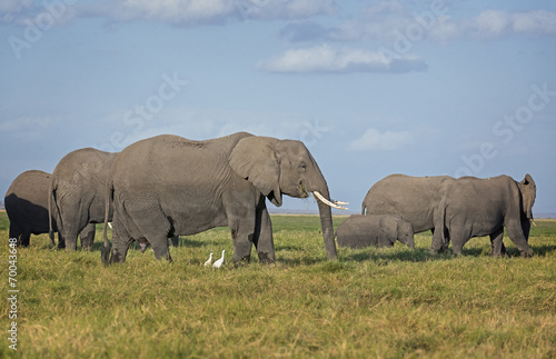 Herd of African Elephants on pasture