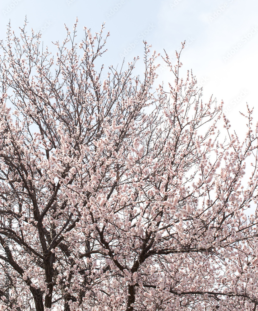 beautiful flowers on the tree in nature beautiful flowers on the tree in nature