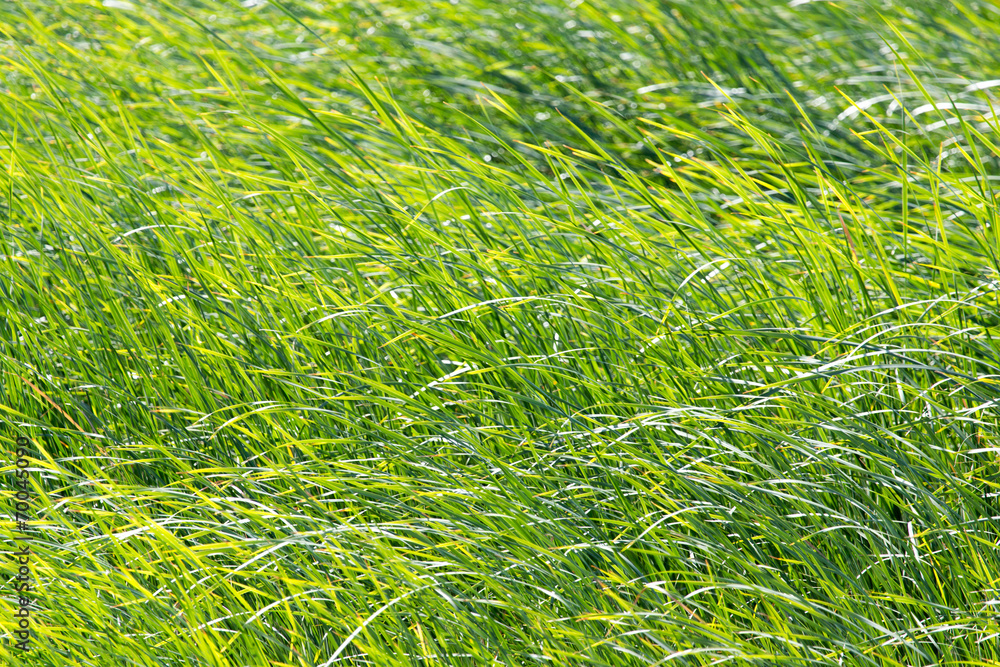 green reeds in nature green reeds in nature