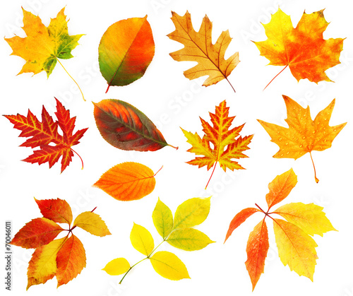 Autumn leaves collage isolated on white