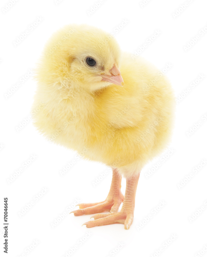 Fototapeta premium Small chicken