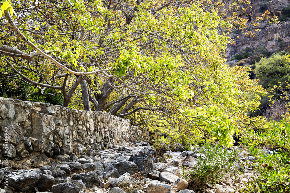 Fototapeta premium Riverbed Wadi Bani Habib