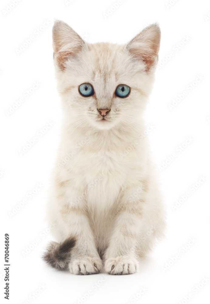 Obraz premium Kitten on a white background