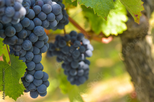 Obraz na plátne Grapes on the Vine