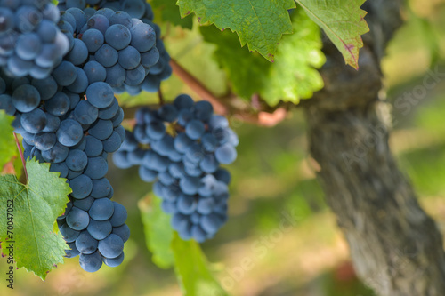 Photos Grapes on the Vine