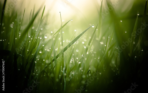 damp morning grass