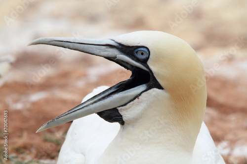 uccello sula bassana helgoland mare del nord isole frisone photo