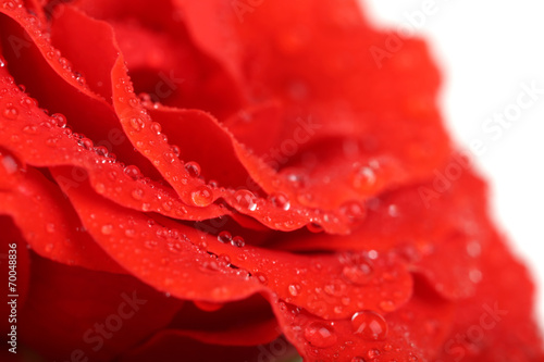 Water drops on rose petals  close-up