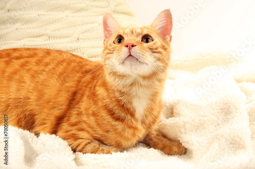Red cat on blanket on fabric background
