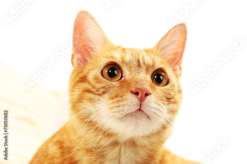 Red cat on fabric background
