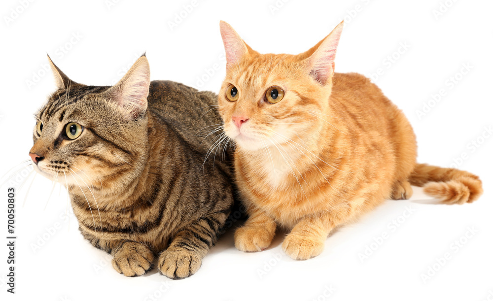 Fototapeta premium Two cats isolated on white