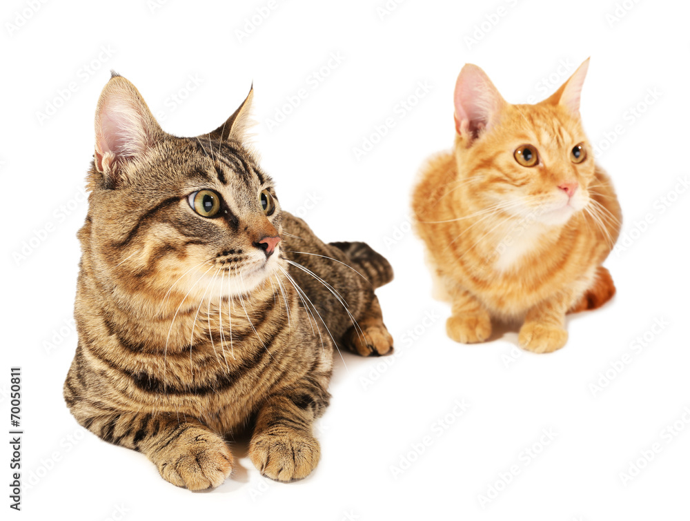 Two cats isolated on white