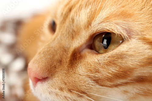 Red cat closeup