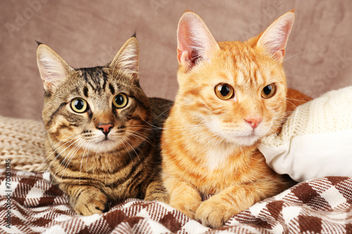 Photography Two cats on blanket on brown wall background
