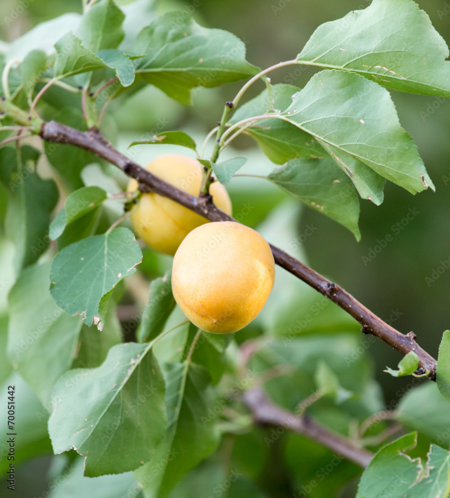 ripe apricots on a tree branch ripe apricots on a tree branch