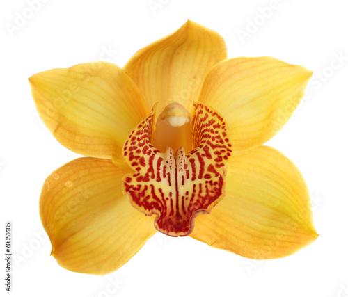 Fototapeta Naklejka Na Ścianę i Meble -  Yellow tropical orchid flower isolated on white
