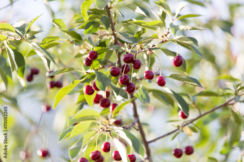 cherries on a tree branch