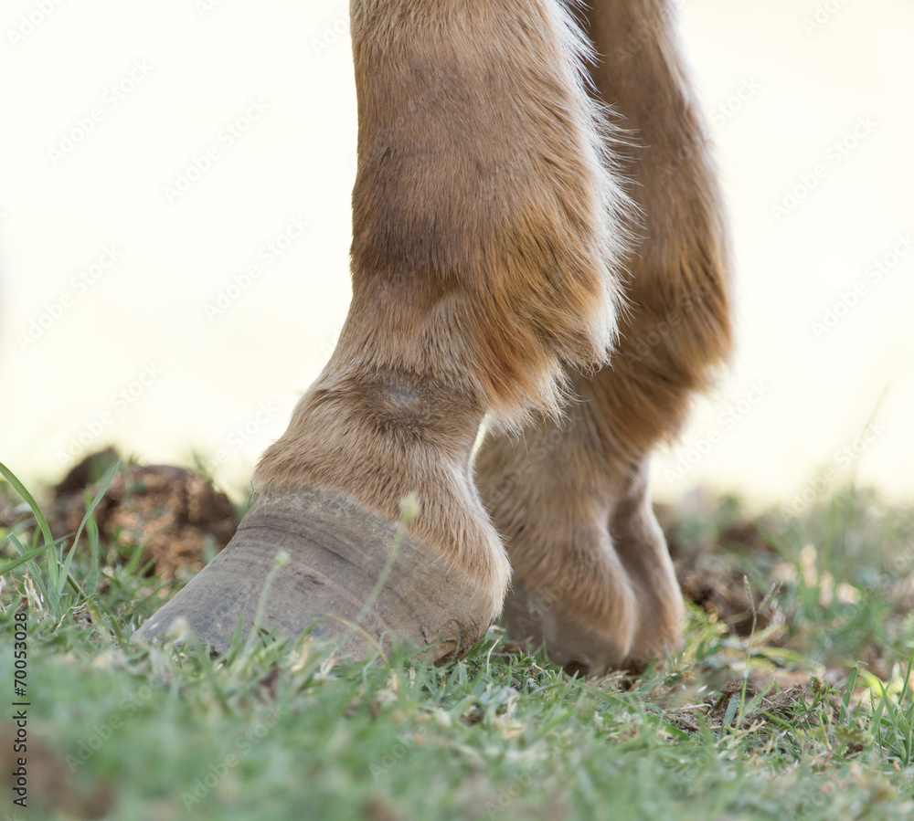 the horse's hooves on the nature