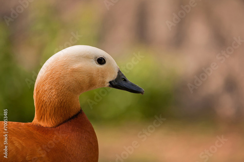 Fotografie Roody shelduck from the Moscow Zoo