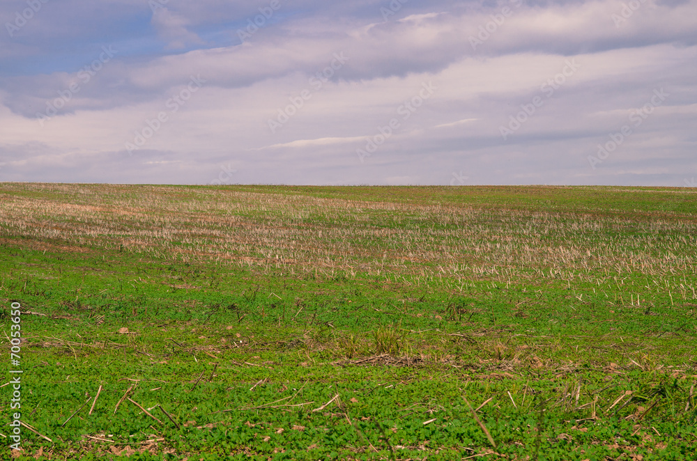 Fototapeta premium agricultural field