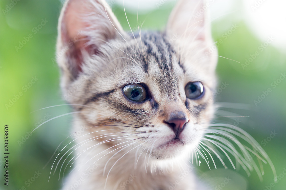 portrait of kitten