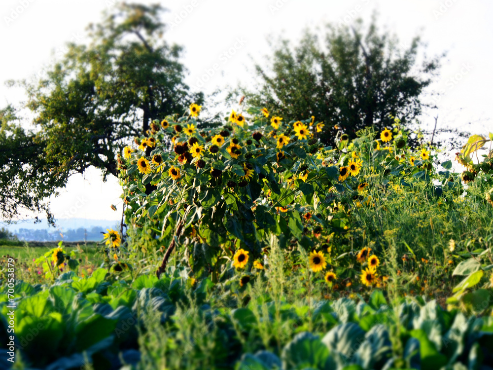 Obraz premium Sonnenblumen im Gemüsegarten