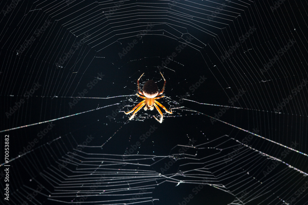 Fototapeta premium spider on the web at night