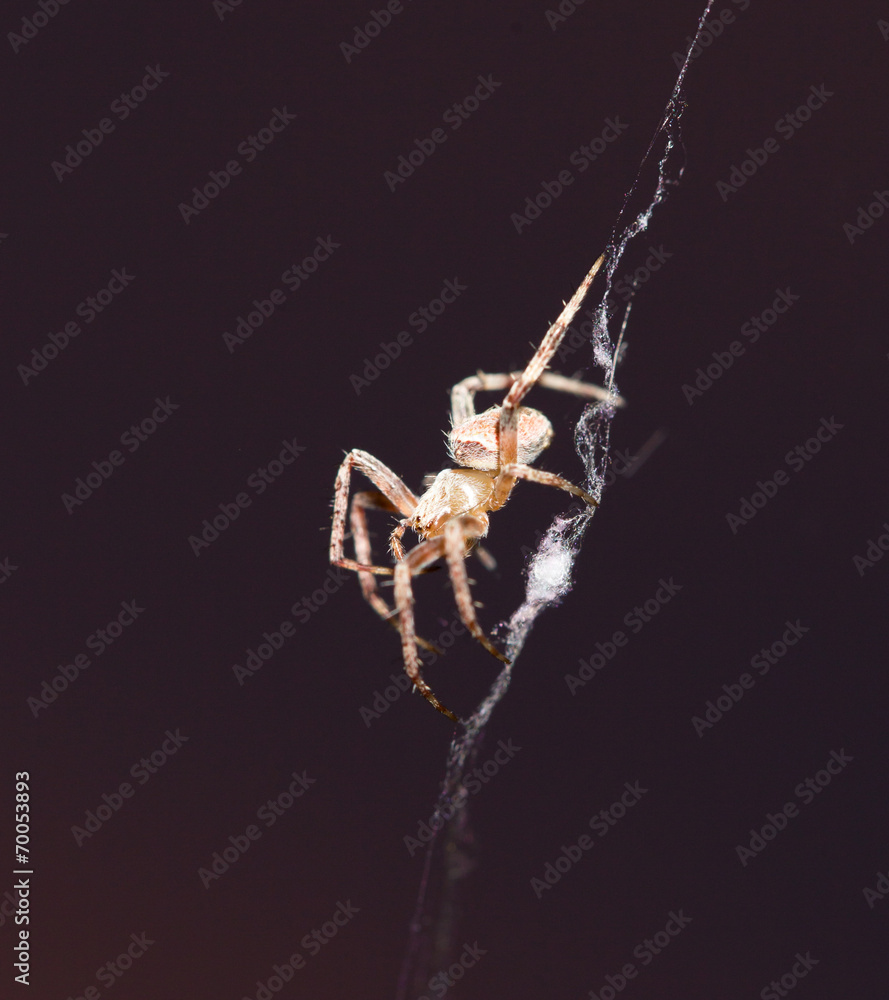 spider on the web at night spider on the web at night