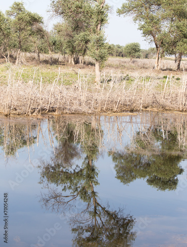 reflection of trees in water photo