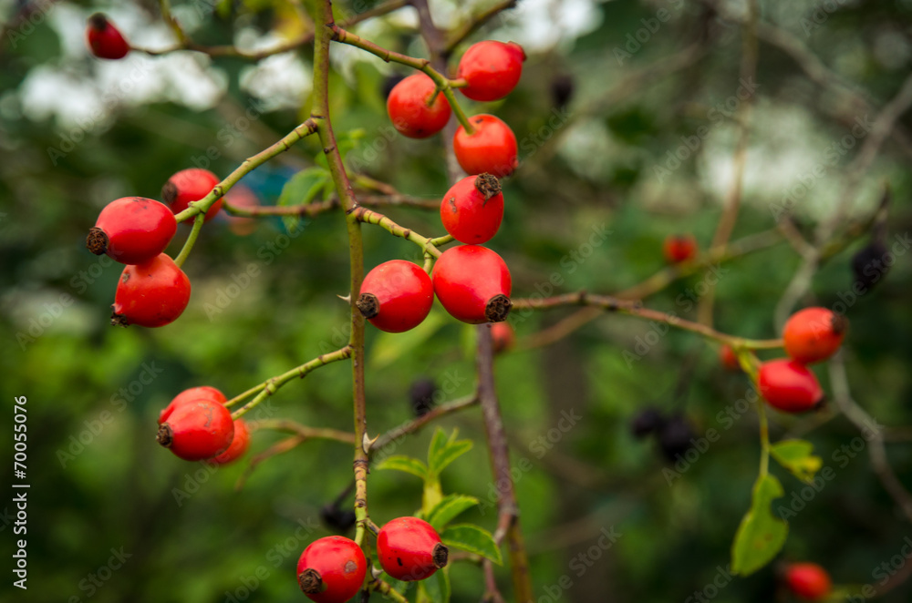 red briar red briar