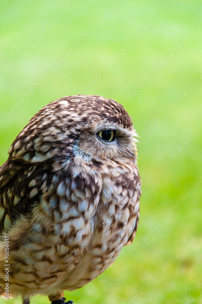 Fototapeta premium Close up portrait of little Owl against green background