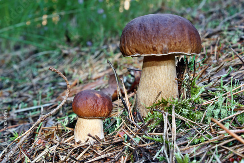 Two mushroom boletus edulis