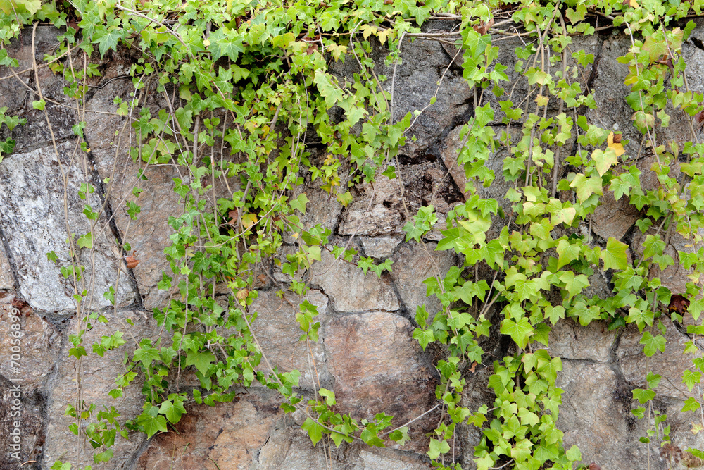 Stone wall covered with climbing plants Stone wall covered with climbing plants