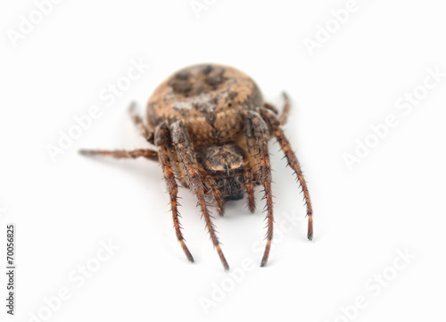 spider isolated