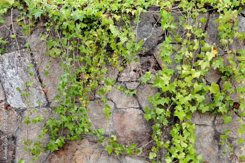 Stone wall covered with climbing plants © Gelpi