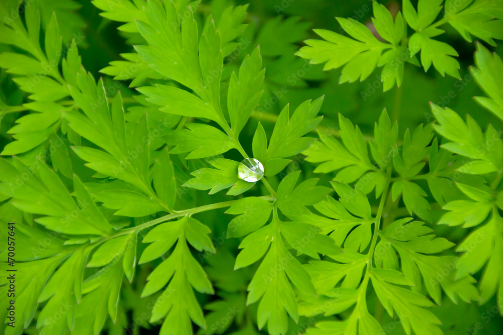 Wassertropfen Wassertropfen