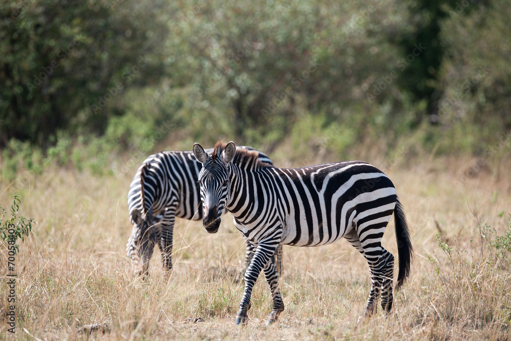zebra zebra