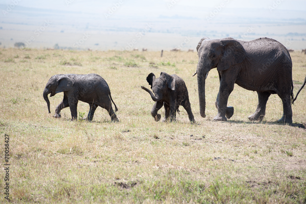 Fototapeta premium elephant
