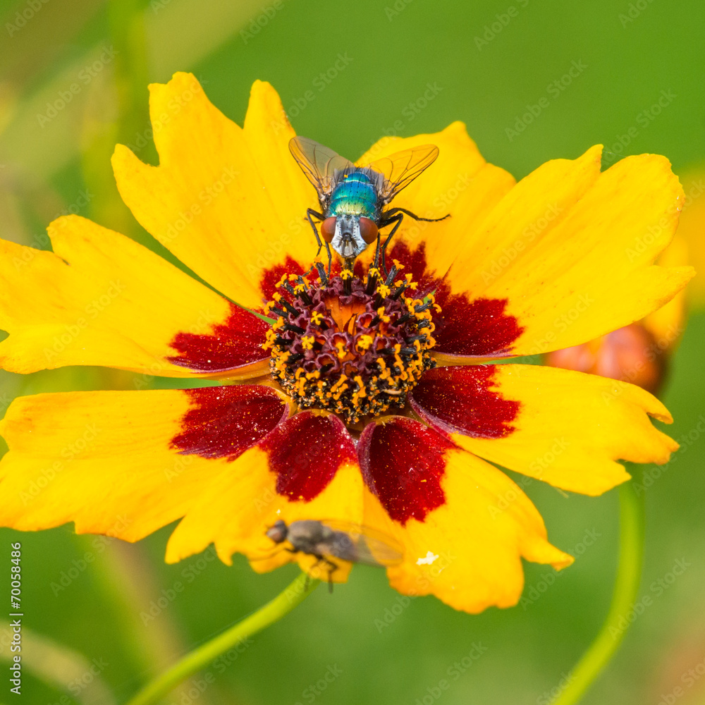 Green Fly Feeding