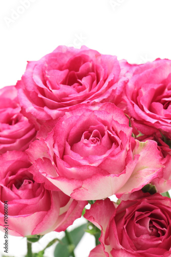 Pink roses isolated on white background