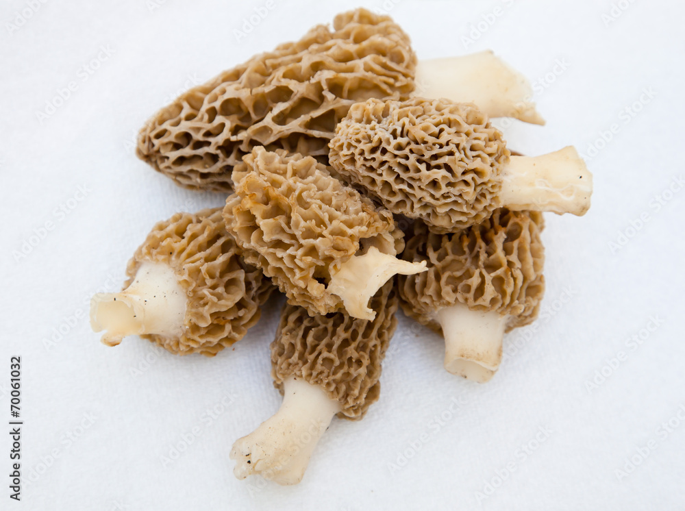 Morchella Morels Sponge Mushrooms