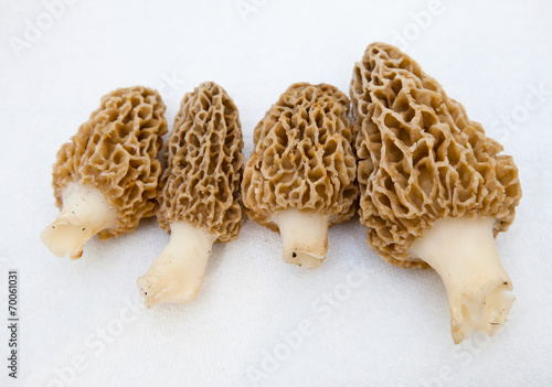 Morchella Morels Sponge Mushrooms