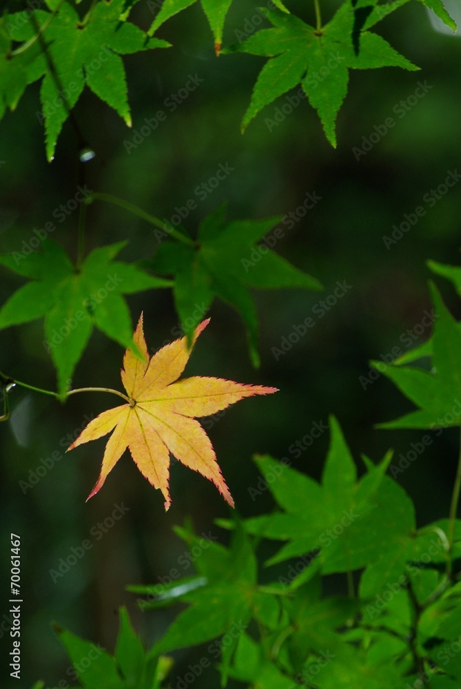 秋色の葉 秋色の葉