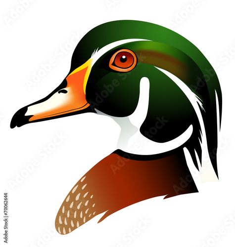 vector illustration of wood duck