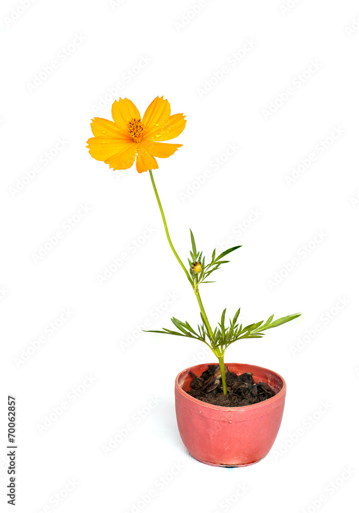 Cosmos flower stalk in small pot on white Cosmos flower stalk in small pot on white