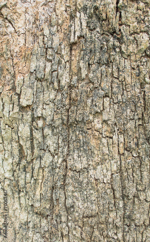 Close up shot of brown tree bark Texture.