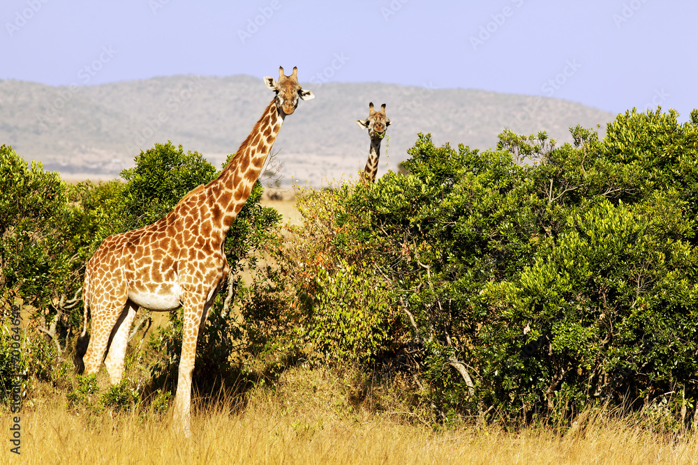 Giraffes on the Masai Mara in Africa Giraffes on the Masai Mara in Africa