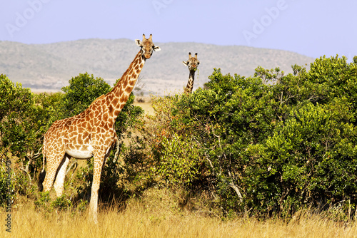 Obraz na płótnie Giraffes on the Masai Mara in Africa w salonie
