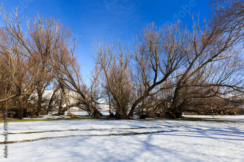 winter snow landscape with trees