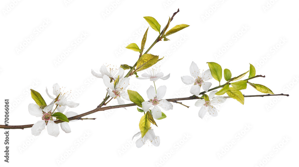 Naklejka premium spring tree branch with light flowers